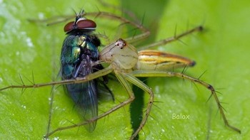 Selain itu hindari pantulan cahaya matahari ke mata serangga agar lebih cantik dilihat. Foto: Balox