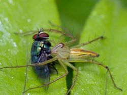 Mendalami Kehidupan Serangga dari Mata Kamera