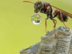 Mendalami Kehidupan Serangga dari Mata Kamera