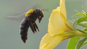Balox mengaku tidak menggunakan tripod saat memotret. Foto: Balox