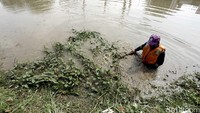 Rumput liar juga dibersihkan.