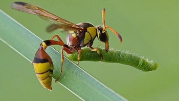 Ada serangga yang saat akan terbang punya kebiasaan mundur dulu dari tempat hinggapnya. Foto: Balox