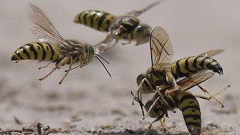 Selain itu kondisi cuaca panas juga menjadi tantangan berikutnya. Foto: Balox