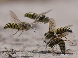 Mendalami Kehidupan Serangga dari Mata Kamera