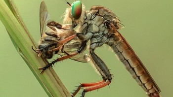 Untuk memotret macro para serangga, disarankan untuk mengenal dan mempelajari karakter yang akan dipotret. Foto: Balox