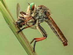 Mendalami Kehidupan Serangga dari Mata Kamera