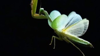 Kata Balox butuh ketelatenan dan kesabaran menunggu momen saat memotret macro kehidupan Serangga. Foto: Balox