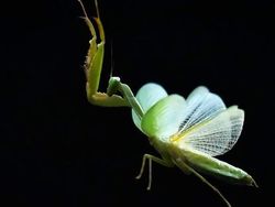 Mendalami Kehidupan Serangga dari Mata Kamera