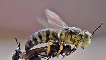 Usai memotret Balox melakukan pengeditan sederhana untuk penajaman, pencahayaan dan crop. Foto: Balox