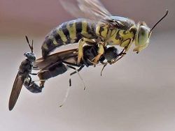 Mendalami Kehidupan Serangga dari Mata Kamera