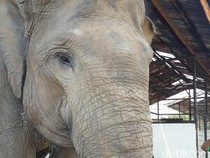 Belasan Ekor Gajah Ngamuk, Rusak Rumah-Motor Karyawan HTI di Siak