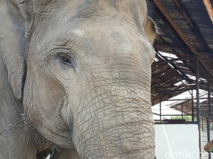 Belasan Ekor Gajah Ngamuk, Rusak Rumah-Motor Karyawan HTI di Siak