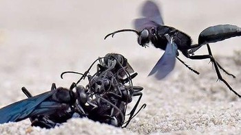 Sementara untuk serangga kecil Balox mengatur F7.1 atau F8. Foto: Balox