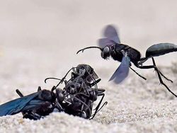 Mendalami Kehidupan Serangga dari Mata Kamera