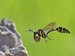 Mendalami Kehidupan Serangga dari Mata Kamera