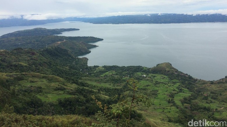 Tak Sekadar Legenda Ikan Mas Danau Toba Bisa Berukuran 