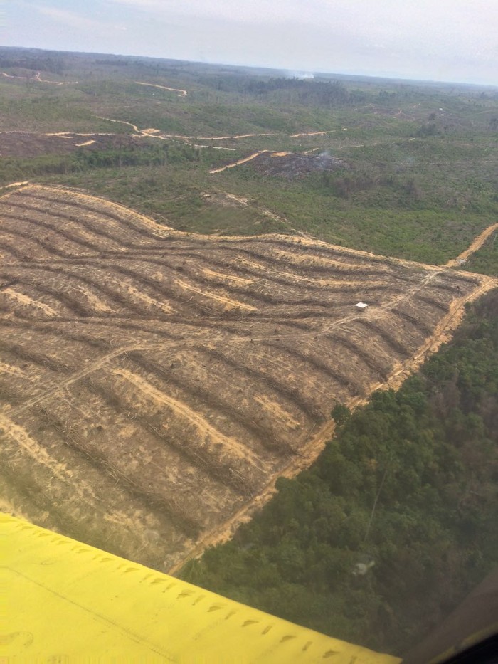 Wah Taman Nasional Tesso Nilo Gundul, Begini Penampakannya dari Udara