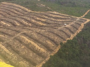 Wah Taman Nasional Tesso Nilo Gundul, Begini Penampakannya dari Udara