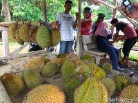 Ide 81 Meme Ada Berapa Durian Terkeren Sebelas Dp Bbm