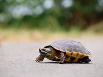 Dua Bocah Bobol Pusat Konservasi Reptil, Dua Kura-kura Mati