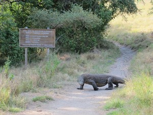 5 Hal yang Harus Diketahui Sebelum ke Pulau Komodo