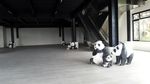 So Cute! Ini Cai Tao-Hu Chun, Giant Panda yang Segera Tiba di RI
