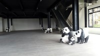Sejak tahun 2013, pihak China telah melakukan inspeksi langsung ke Taman Safari Indonesia (TSI). Pihak TSI juga telah menyiapkan berbagai infrastruktur untuk sepasang panda tersebut. Foto: (dok. Pusat Perhimpunan Usaha Taman Rekreasi Indonesia)