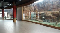 Nantinya, para pengunjung bisa melihat langsung gerak gerik panda yang menggemaskan ini (Foto: Dok. Pusat Perhimpunan Usaha Taman Rekreasi Indonesia)