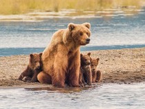 Turis Spanyol Diserang Beruang saat Liburan di Jepang, Korban Dilarikan ke RS