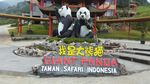 So Cute! Ini Cai Tao-Hu Chun, Giant Panda yang Segera Tiba di RI