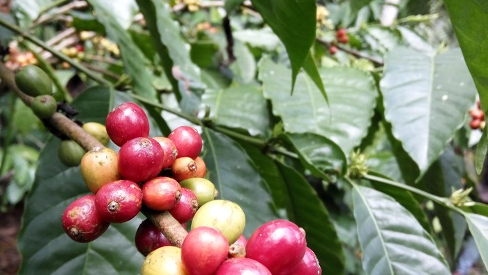 Menengok Sentra Kopi Rakyat di Banyuwangi