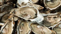 Riset menemukan kondisi zinc dan tembaga yang tak seimbang sebabkan kecemasan. Tiram sangat kaya akan zinc yang bisa memulihkan ratio mineral dalam tubuh. Foto: iStock