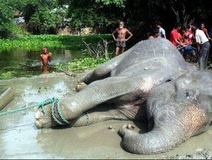 Kisah Penyelamatan Gajah yang Hanyut di Sungai Bangladesh