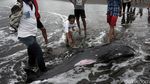 Lumba-Lumba Terdampar di Pantai Cilacap
