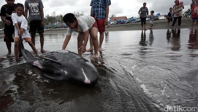 Lumba-Lumba Terdampar di Pantai Cilacap