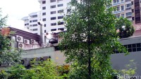 Pohon kenangan yang ditanam ini berjenis Tembusu, salah satu pohon favorit Lee Kuan Yew. Pohonnya rimbun, hijau dan wangi cocok sebagai peneduh taman (Wahyu/detikTravel)