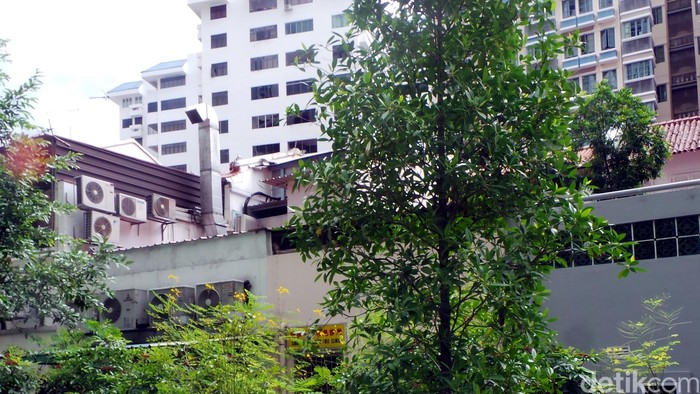 Pohon Kenangan Bapak Pendiri Singapura Ada di Taman Ini