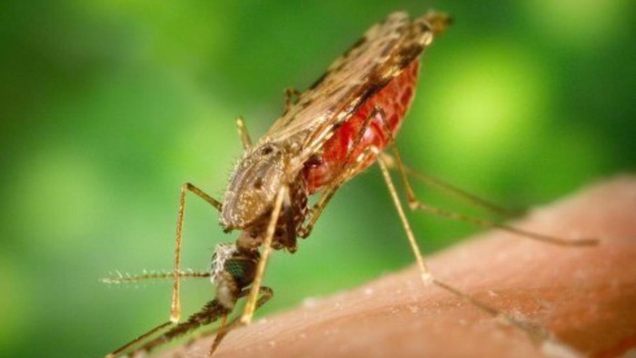 Foto: Nyamuk Anopheles Foto: Nyamuk Anopheles