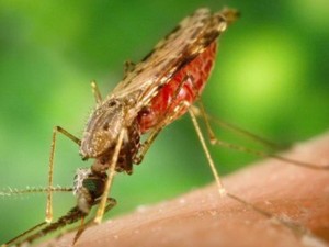 WHO Khawatirkan Peningkatan Kasus Malaria di Venezuela