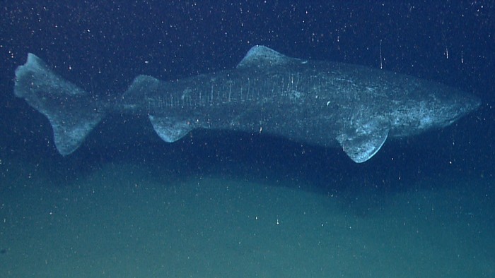 In the last couple minutes of the last dive of the field season we found the largest fish we have ever encountered with the ROV, a Greenland Shark. (dok. NOAA Okeanos Explorer Program)