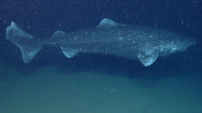 In the last couple minutes of the last dive of the field season we found the largest fish we have ever encountered with the ROV, a Greenland Shark. (dok. NOAA Okeanos Explorer Program)