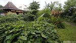 Rumah Joglo Anies Baswedan