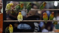 Penambahan luas lahan itu dimanfaatkan SKPD terkait agar dapat lebih leluasa berkreasi memperlihatkan koleksi fauna dan flora di masing-masing wilayahnya kepada pengunjung.‎