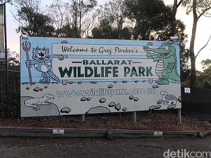 Sensasi Memberi Makan Koala dan Tasmanian Devil di Ballarat Wildlife Park