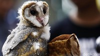 Seekor burung hantu dengan bertengger di sela-sela pameran Flona.