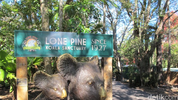 Lone Pine Koala Sanctuary, ialah cagar alam seluas 18 hektar di wilayah Pig Tree Pocket, Brisbane. Inilah cagar alam tertua di dunia untuk koala yang didirikan tahun 1927 dan berjarak sekitar 15-20 menit berkendara dari pusat Kota Brisbane (Uyung/detikTravel) Lone Pine Koala Sanctuary, ialah cagar alam seluas 18 hektar di wilayah Pig Tree Pocket, Brisbane. Inilah cagar alam tertua di dunia untuk koala yang didirikan tahun 1927 dan berjarak sekitar 15-20 menit berkendara dari pusat Kota Brisbane (Uyung/detikTravel)