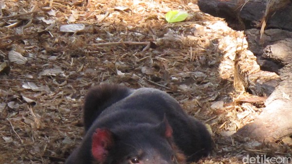 Tazmanian Devil yang sedang asyik bersantai. Selain koala, ada pula hewan lain seperti yang satu ini. Tazmanian devil yang legendaris juga bisa dijumpai di cagar alam ini (Uyung/detikTravel) Tazmanian Devil yang sedang asyik bersantai. Selain koala, ada pula hewan lain seperti yang satu ini. Tazmanian devil yang legendaris juga bisa dijumpai di cagar alam ini (Uyung/detikTravel)
