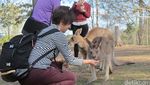 Senangnya Memeluk Koala di Brisbane