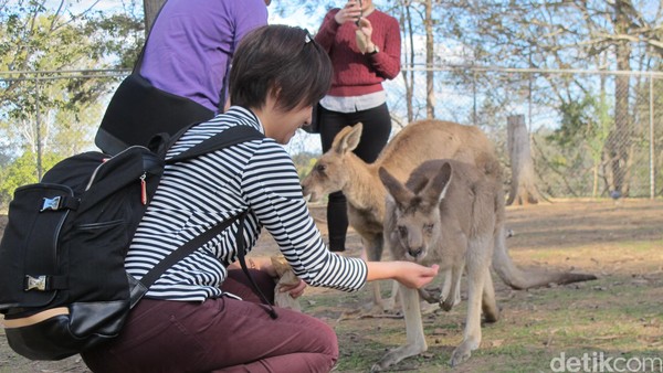 Kesempatan yang juga tidak boleh dilewatkan adalah memberi makan kanguru. Tiap pengunjung mendapatkan sekantong kecil konsentrat pakan hewan untuk dibawa masuk Kangaroo Feeding Area (Uyung/detikTravel)