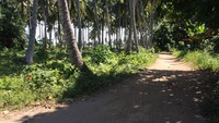 Foto: Liburan ke Lombok, jangan melulu ke Senggigi atau Gili-gili saja. Banyak pantai lain yang menarik dikunjungi, misalnya saja Pantai Meninting. Setelah melewati jalanan kecil ini, pantai pun akan terlihat (Ahmad Masaul/detikTravel)